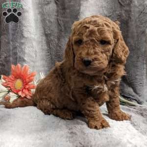 Mickey, Mini Goldendoodle Puppy